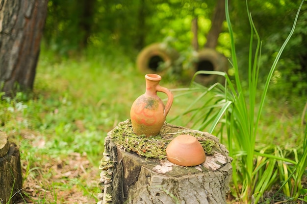 Sosna żółta naturalna ochrona i piękno w ogrodzie